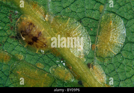 Soft brown scale insect (Coccus hesperidum) immature females on bay laurel Stock Photo