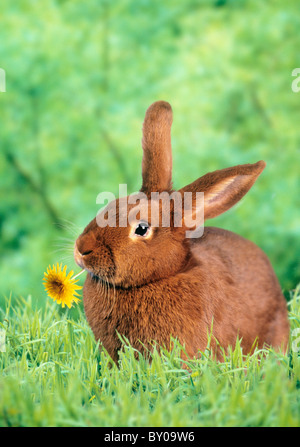 New Zealand red rabbit with blossom Stock Photo