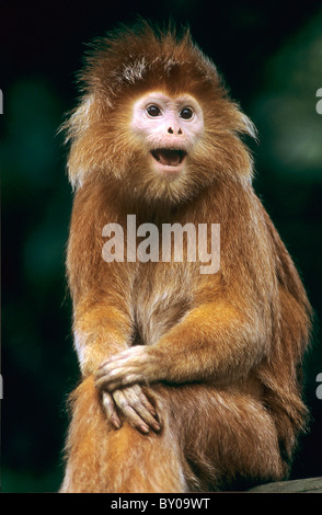 JAVAN SURILI Presbytis comata Stock Photo - Alamy