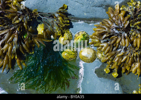 Bladderwrack bladder seaweed and limpets on the rocks in Kilkee, County Clare, West Coast of Ireland Stock Photo