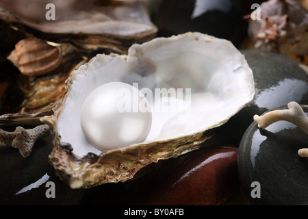 Image of a white pearl in the shell on wet pebbles. Stock Photo