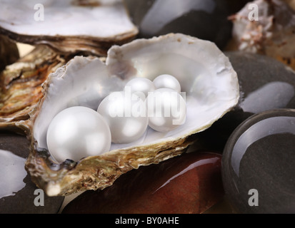 Image placer pearls in a shell on the wet pebbles. Stock Photo