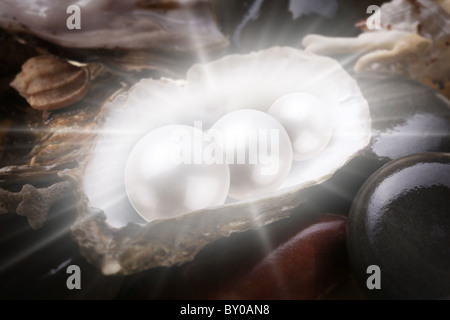 Image of three pearls in the shell on wet pebbles. Stock Photo