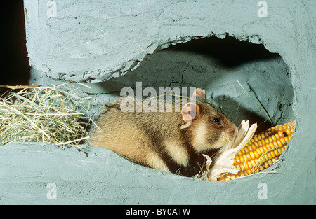 European Hamster in den / Cricetus cricetus Stock Photo