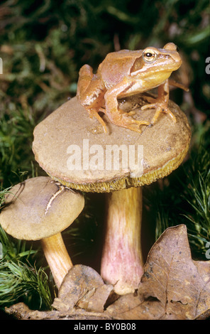 Agile Frog on mushroom / Rana dalmatina Stock Photo