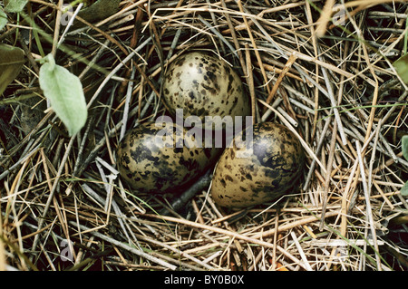 Common Snipe (Gallinago gallinago). Clutch in nest Stock Photo