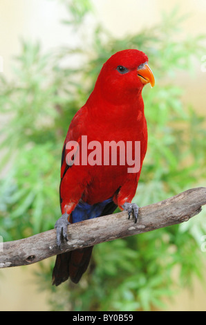 Red Lory, Moluccan Lory (Eos bornea) perched on a branch Stock Photo