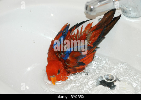 Red Lory, Moluccan Lory (Eos bornea) bathes in a sinl Stock Photo