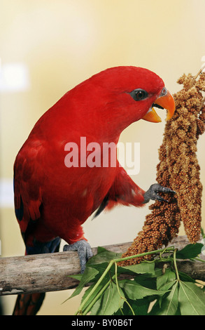 Red Lory, Moluccan Lory (Eos bornea) nibbles on a millet cob Stock Photo