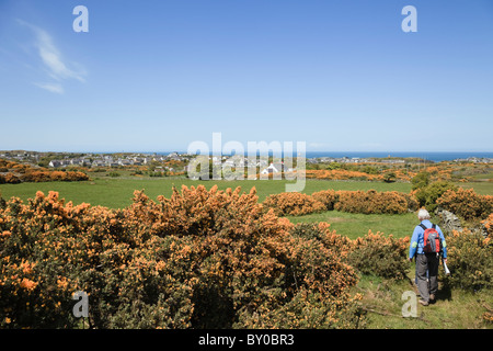 View to Amlwch with people walking on path through flowering gorse bushes in countryside in early summer. Amlwch, Anglesey, North Wales, UK, Britain Stock Photo