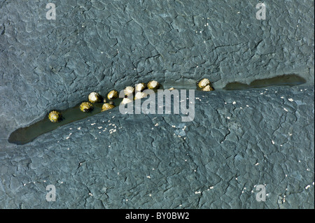 Limpets clinging to black granite rock in Kilkee, County Clare, West Coast of Ireland Stock Photo