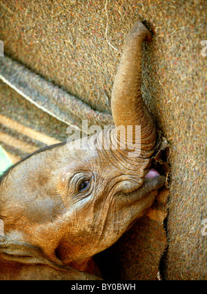 ORPHAN ELEPHANT SNUGGLES COMFORT BLANKET USED TO HELP BOTTLE NURSING . ELEPHANT ORPHANAGE SHELDRICK FOUNDATION . NAIROBI KENYA Stock Photo