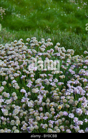 Native seaside Thrift sea pink flower plant Armeria maritima - Plumbaginaceae in Kilkee, County Clare, West of Ireland Stock Photo