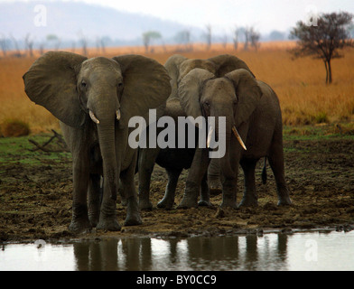 SMALL HERD OF ELEPHANT ( Loxodonta africana ) TANZANIA'S MIKUMI NATIONAL Stock Photo