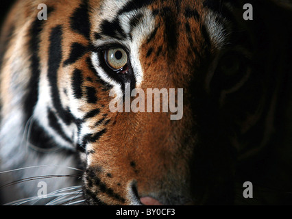 TIGER AT THE WILDLIFE HERITAGE FOUNDATION IN KENT Stock Photo