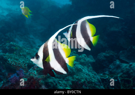 Longfin bannerfish (Heniochus acuminatus). Andaman Sea, Thailand. Stock Photo