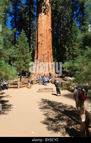 General Sherman (tree), Sequoia National Park in California, USA Stock Photo