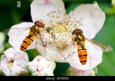 Marmalade Hoverfly (Episyrphus balteatus). Two individuals on blossom Stock Photo