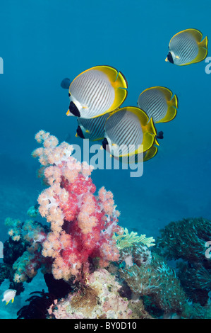 Panda butterflyfish (Chaetodon adiergastos) swimming past soft corals. Andaman Sea, Thailand. Stock Photo