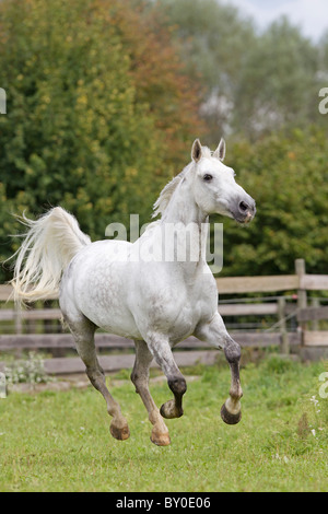 Hungarian Warmblood horse - galloping on meadow Stock Photo