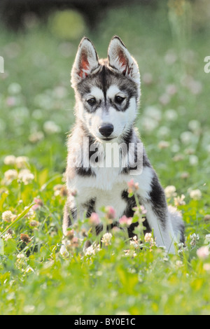 Siberian Husky dog - puppy sitting on meadow Stock Photo