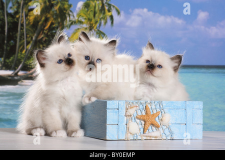Birman, Sacred cat of Burma. Three kittens in a box on a tropical beach Stock Photo