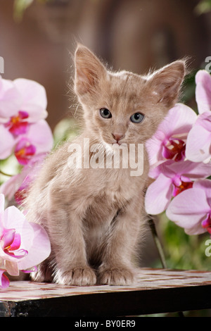 Javanese cat - kitten sitting between blossoms Stock Photo