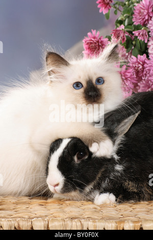 animal friendship : Sacred cat of Burma kitten and rabbit Stock Photo