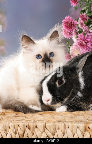animal friendship : Sacred cat of Burma kitten and rabbit Stock Photo