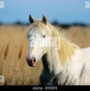 Camargue horse - portrait Stock Photo