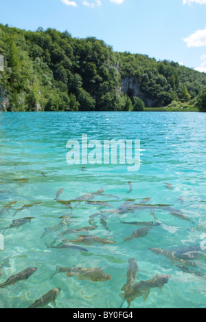 Crystal clear water of a lake in Croatia with fishes Stock Photo