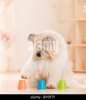 Elo dog - intelligence test Stock Photo