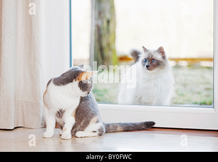 young British Shorthair cat watching Sacred cat of Burma through window Stock Photo