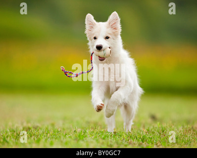 Border Collie dog - puppy with toy - running on meadow Stock Photo