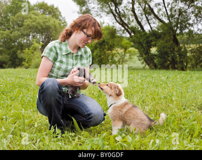 woman, ferret and young Sheltie on meadow Stock Photo