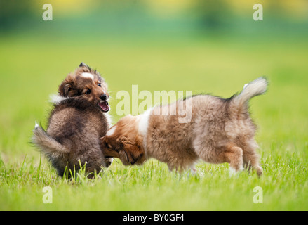 Sheltie dog - two puppies playing on meadow Stock Photo