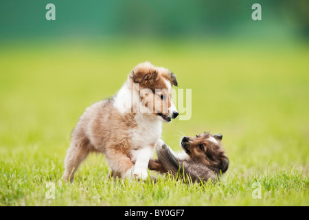 Sheltie dog - two puppies playing on meadow Stock Photo