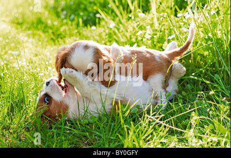 Cavalier King Charles Spaniel dog - two puppies on meadow - playing Stock Photo