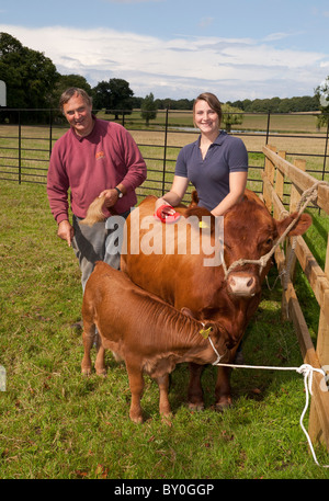 A father and daughter grooming their pedigree Dexter Cattle Stock Photo