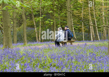 Couple (man & woman) sit on bench in quiet woodland glade surrounded by dense carpet of bluebells - Middleton Woods, Ilkley, Yorkshire, England, UK. Stock Photo