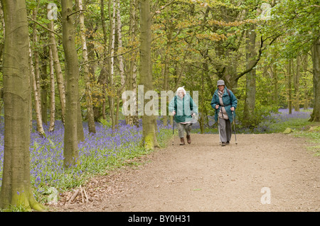 Two elderly ladies walking on footpath through Middleton Woods Ilkley, West Yorkshire - spring bluebells flowering under trees in deciduous woodland. Stock Photo