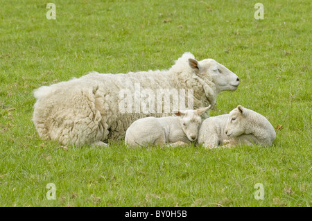 3 sheep laid together on farm field grass (sleepy ewe & two cute white lambs huddled & nestled close, resting & snoozing) - Yorkshire, England, UK. Stock Photo