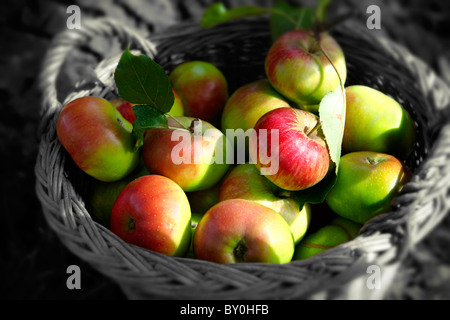 Fresh organic apples harvested in a basket in an apple orchard Stock Photo