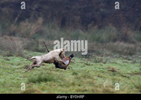 Cockapoo chasing pheasant on a shoot day Stock Photo - Alamy