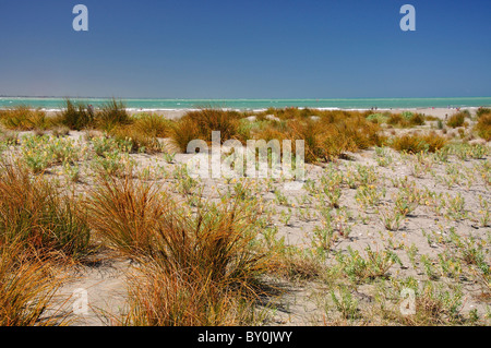 Sand dunes at Caroline Bay, Timaru, Mid-Canterbury, South Canterbury, South Island, New Zealand Stock Photo