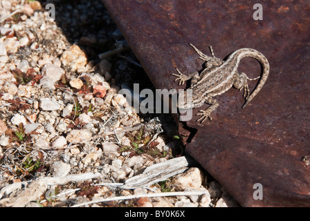 Western Fence Lizard Sceloporus occidentalis Mojave National Preserve California USA Stock Photo