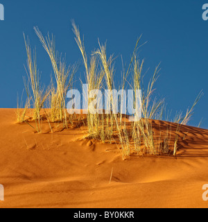 Sand dune detail, Elim Dune, Namib-Naukluft Park, Namibia. Stock Photo