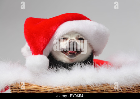 cute little white chihuahua dog wearing santa hat sitting in basket Stock Photo