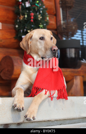 handsome male yellow lab sitting on porch at Christmastime Stock Photo