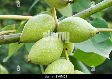 Manchurian walnut nuts (Juglans mandshurica) Stock Photo